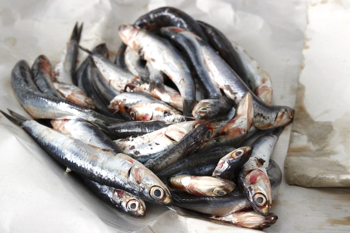 Cómo Limpiar Boquerones Cómo Limpiar Boquerones